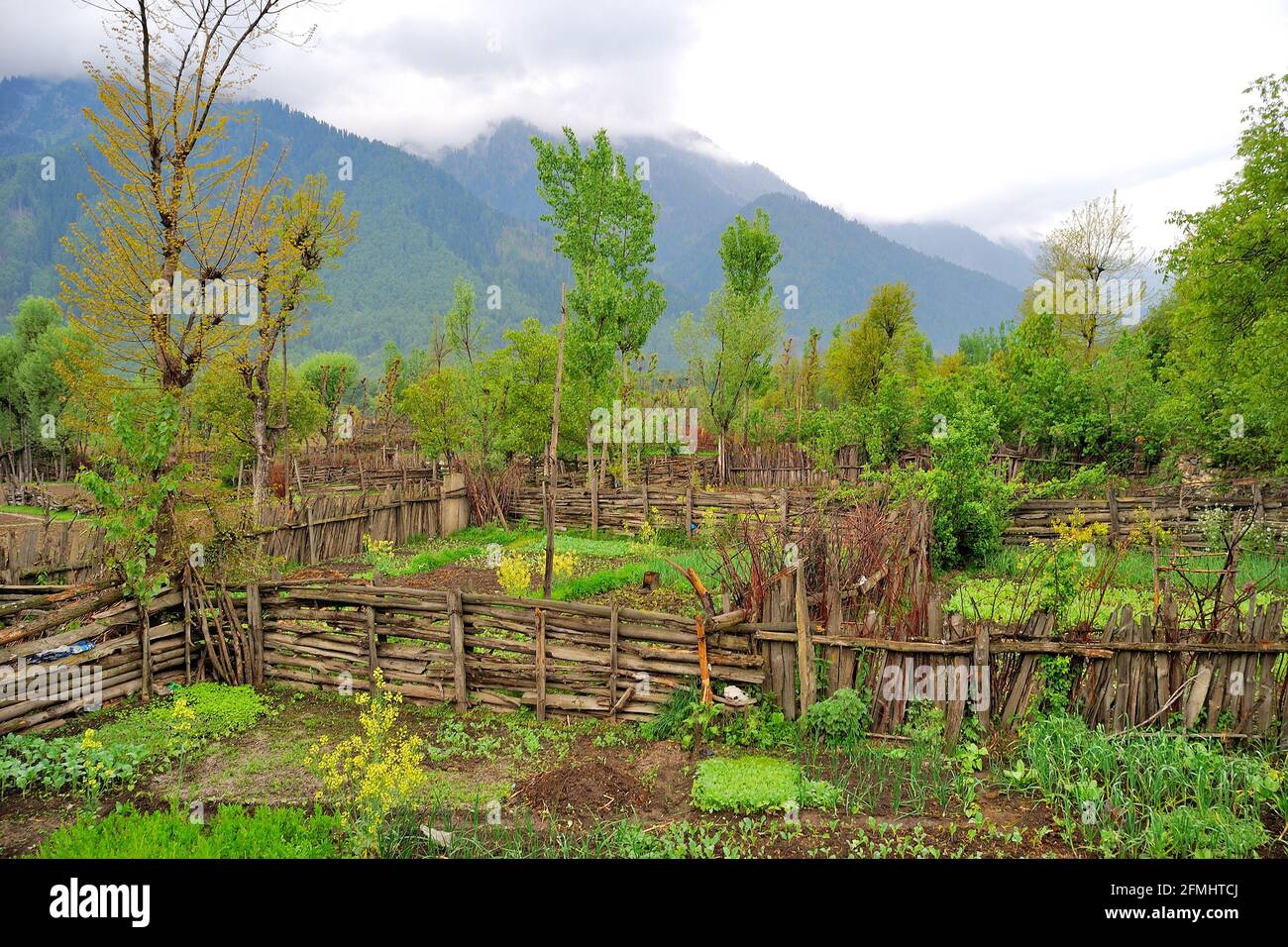 Small farms of Mustard plants in the backyard of the hotel, Pahalgam, Jammu & Kashmir, India Stock Photo