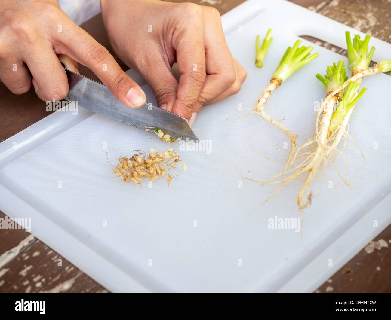 Woman hand cutting coriander root on a white plastic cutting board with