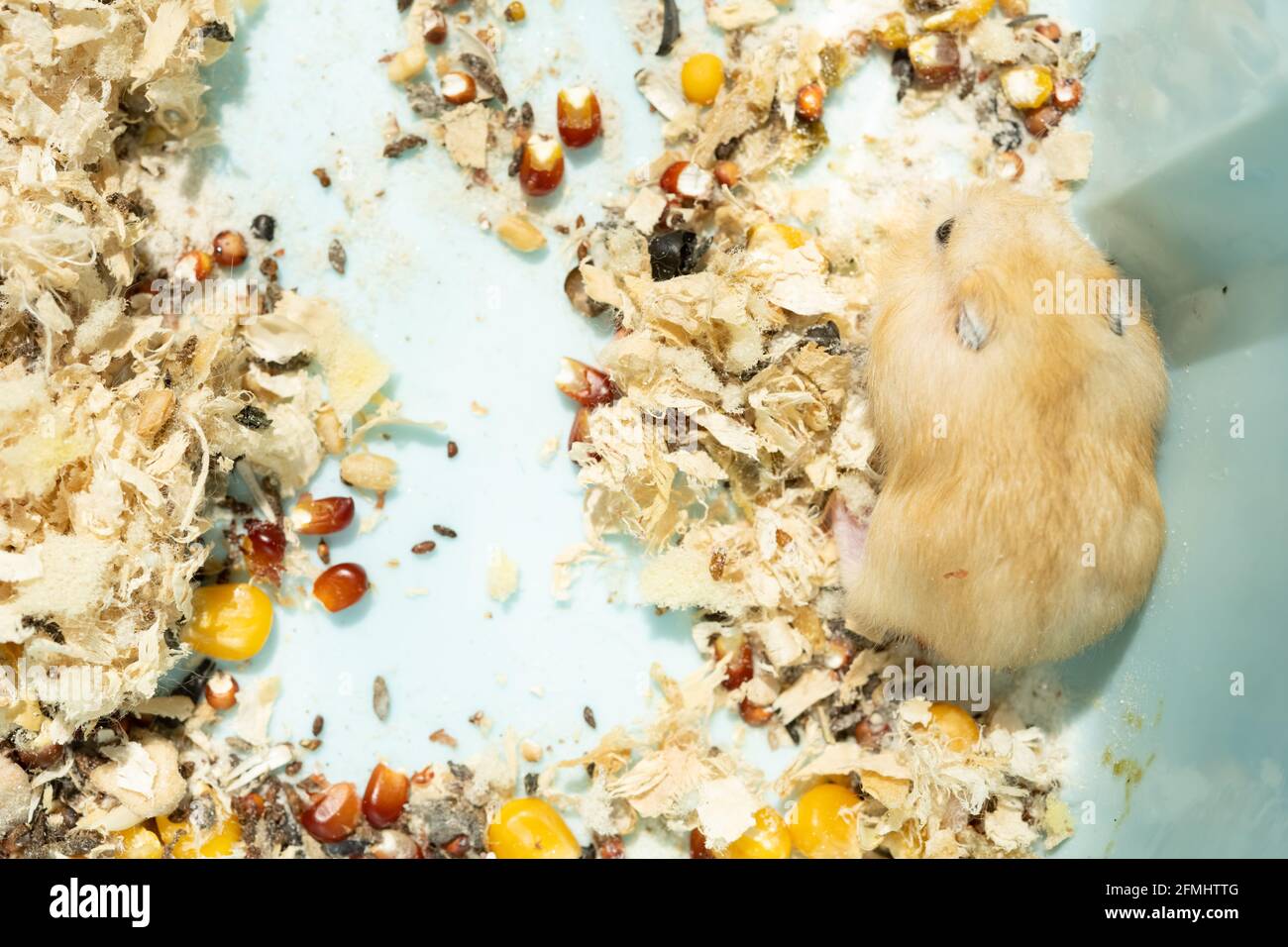 top view child hamster in a plastic box Stock Photo Alamy