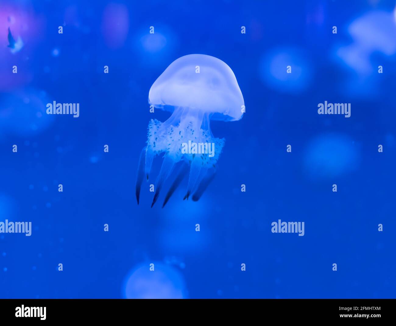 beautiful jellyfish swimming in a fish tank Stock Photo