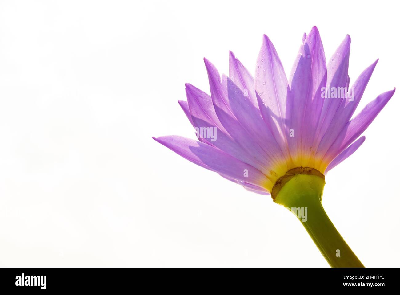 low angle view beautiful lilac and yellow water lily Stock Photo