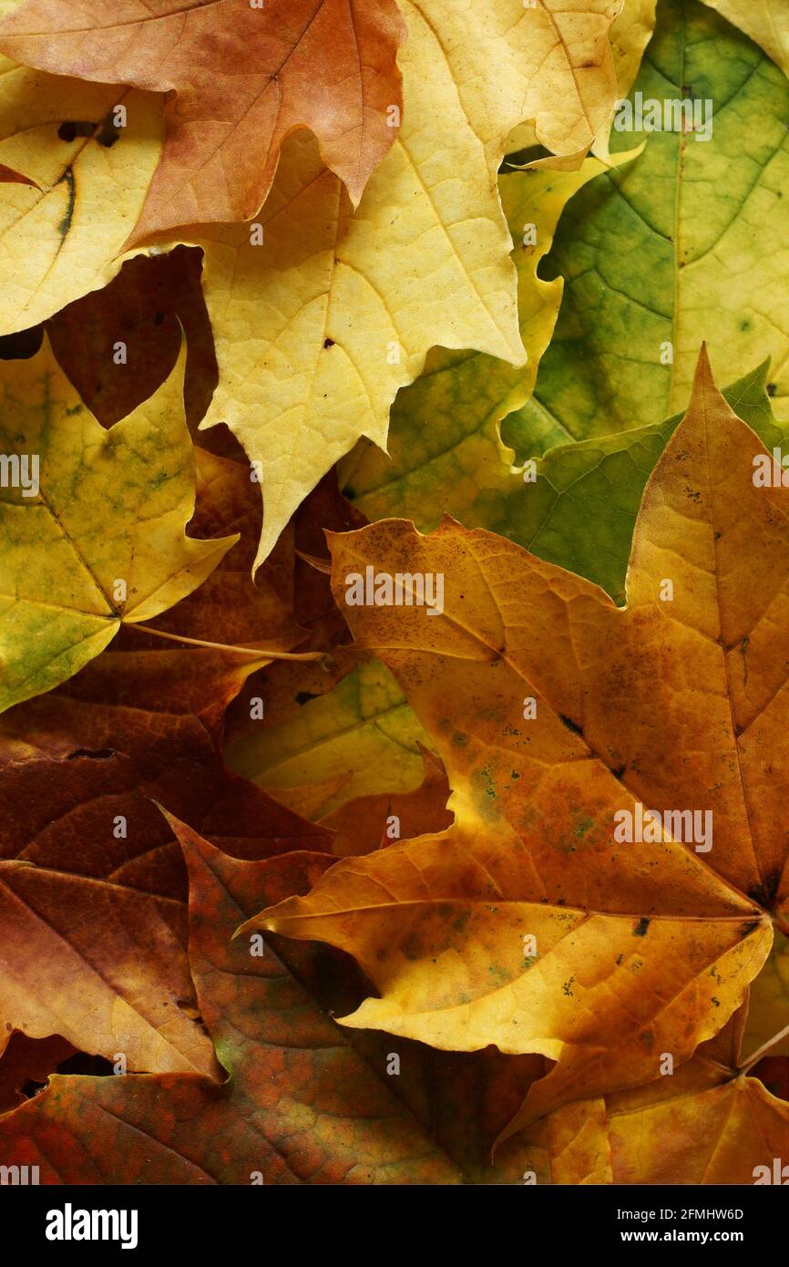 Autumn or fall colours leaves of the sycamore tree Stock Photo