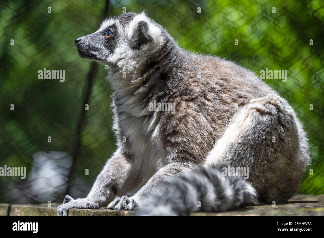 Ring-tailed lemur (Lemur catta) at Zoo Atlanta in Atlanta, Georgia. (USA) Stock Photo