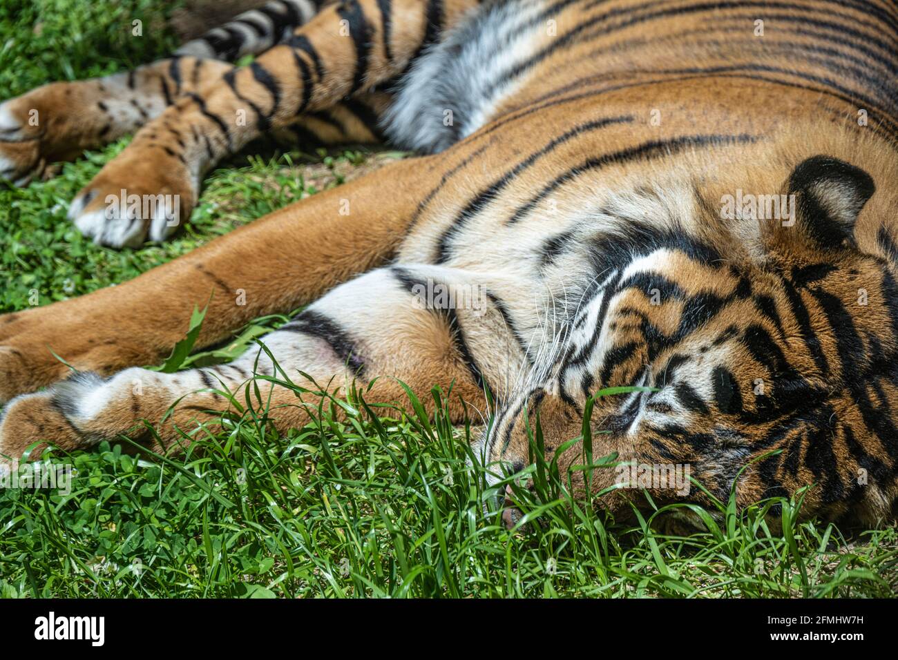 Sumatran tiger (Panthera tigris sumatrae) sleeping at Zoo Atlanta in Atlanta, Georgia. (USA) Stock Photo