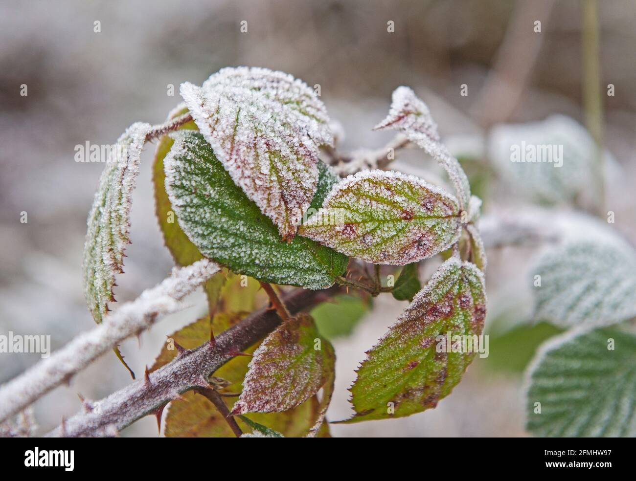 The frozen frost hi-res stock photography and images - Alamy