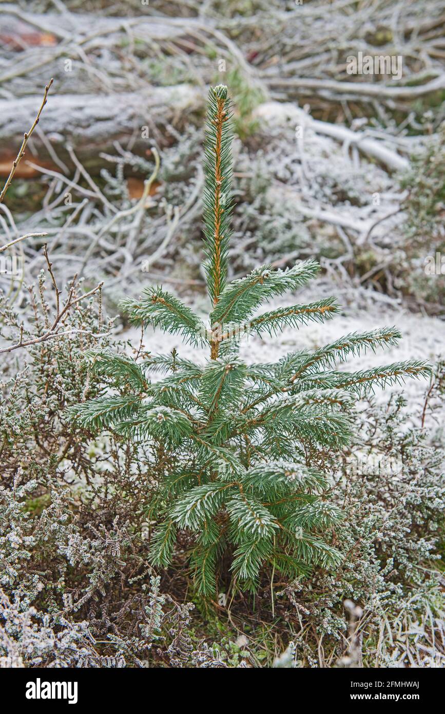 Closeup of small pine spruce tree sapling in woodland forest rural countryside landscape in winter Stock Photo