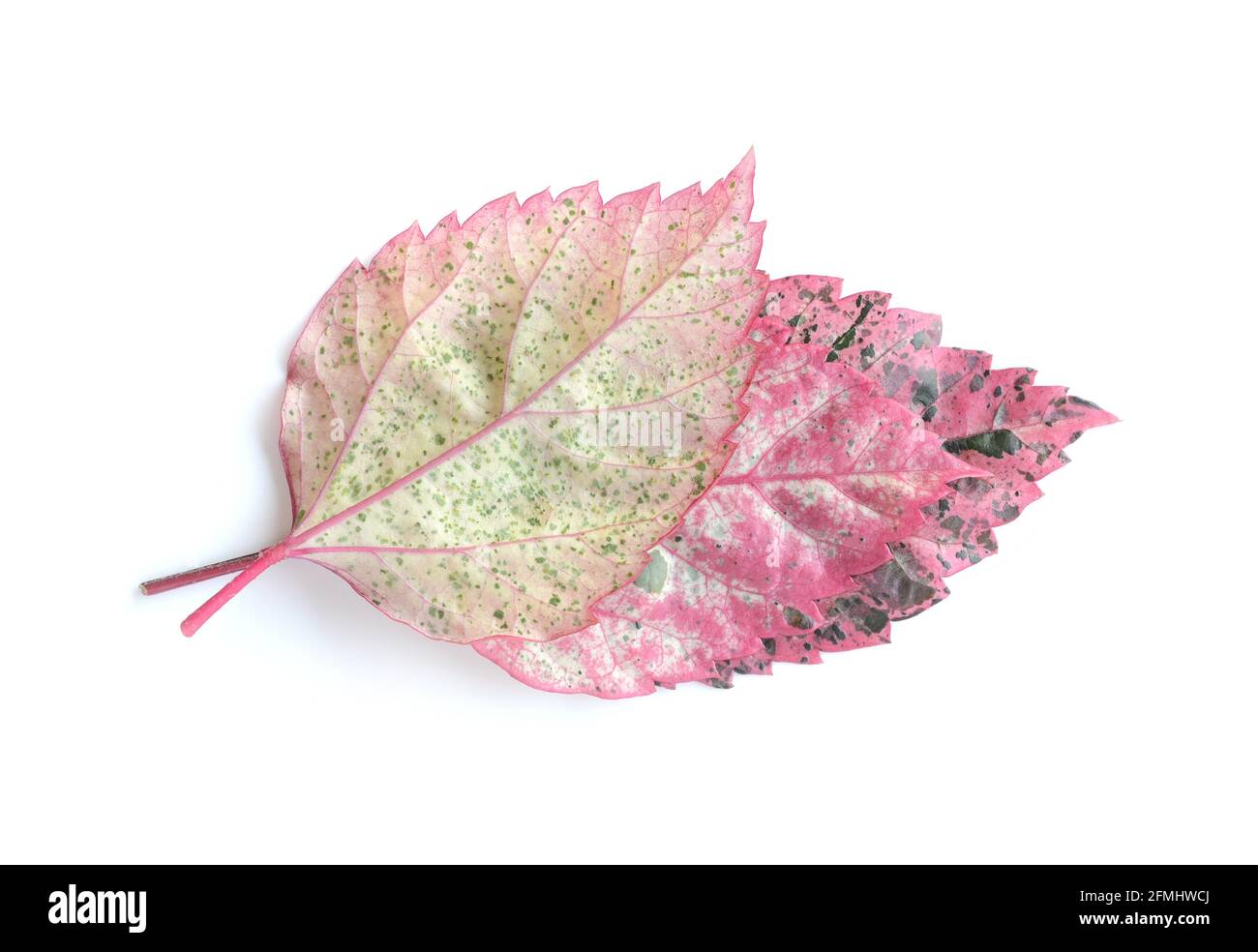autumn leaf isolated on white background Stock Photo - Alamy