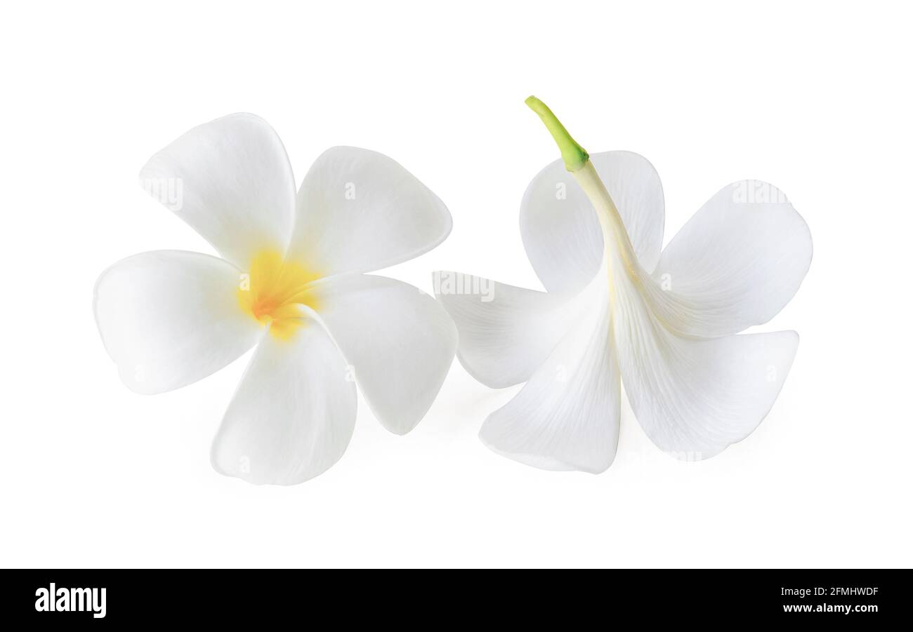 Plumeria on white background Stock Photo - Alamy