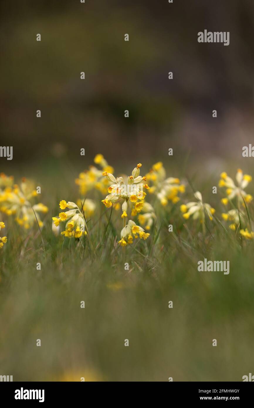 Cowslip, (Primula veris) pictured in a field at the Weald and Downland Museum in Sussex. Cowslips are synonymous with spring and Easter. Stock Photo