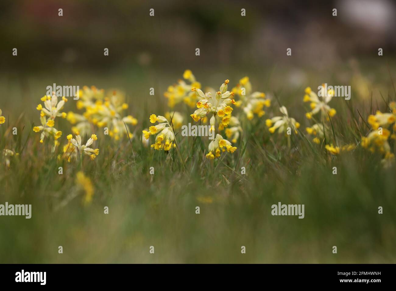 Cowslip, (Primula veris) pictured in a field at the Weald and Downland Museum in Sussex. Cowslips are synonymous with spring and Easter. Stock Photo