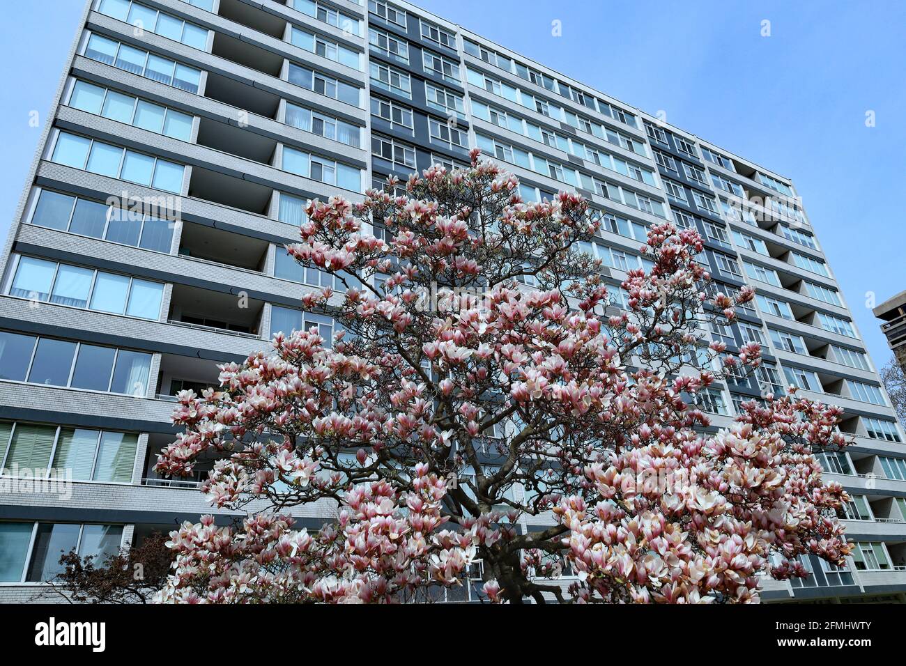 white brick apartment building with magnolia tree in front of it Stock Photo