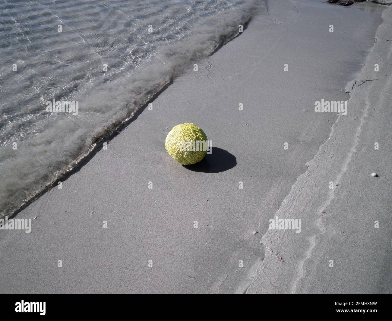 Adam's apple on the sandy shore of the Caspian Sea. Stock Photo