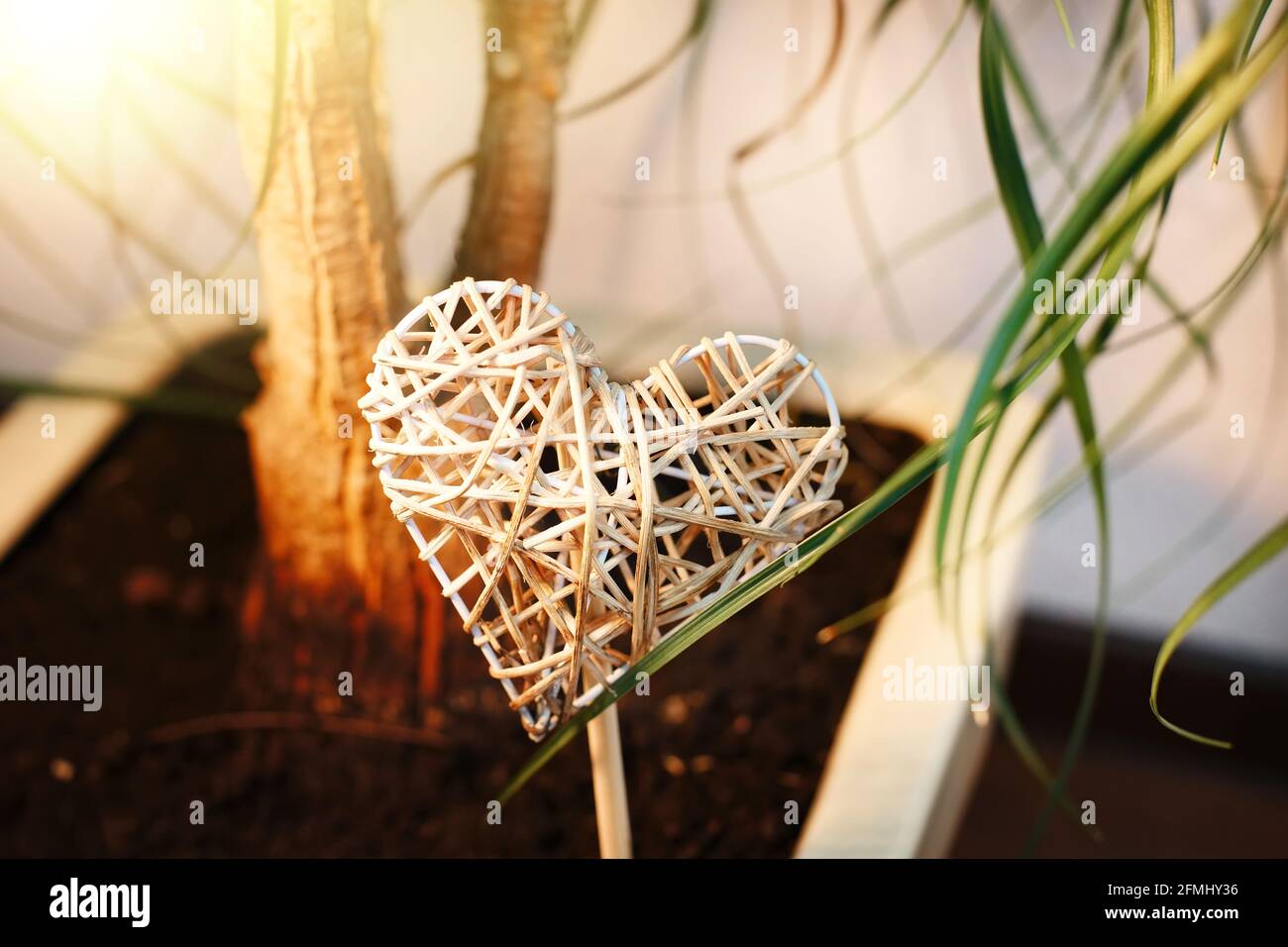 A wicker heart in a flower pot with a ficus tree. The concept of love for growing flowers and plants. Close-up of a houseplant. Stock Photo