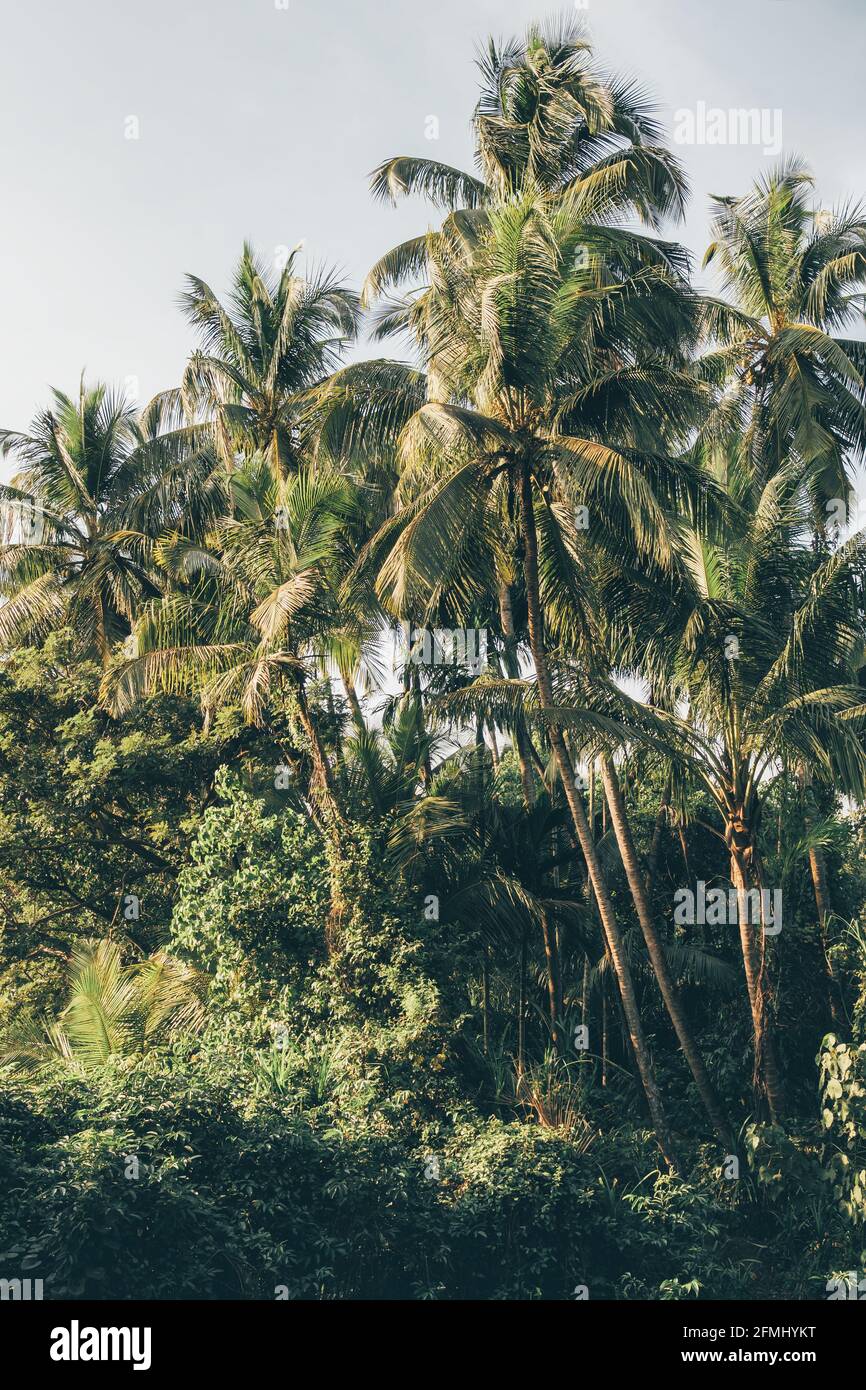 Palm trees in Goa, India Stock Photo Alamy