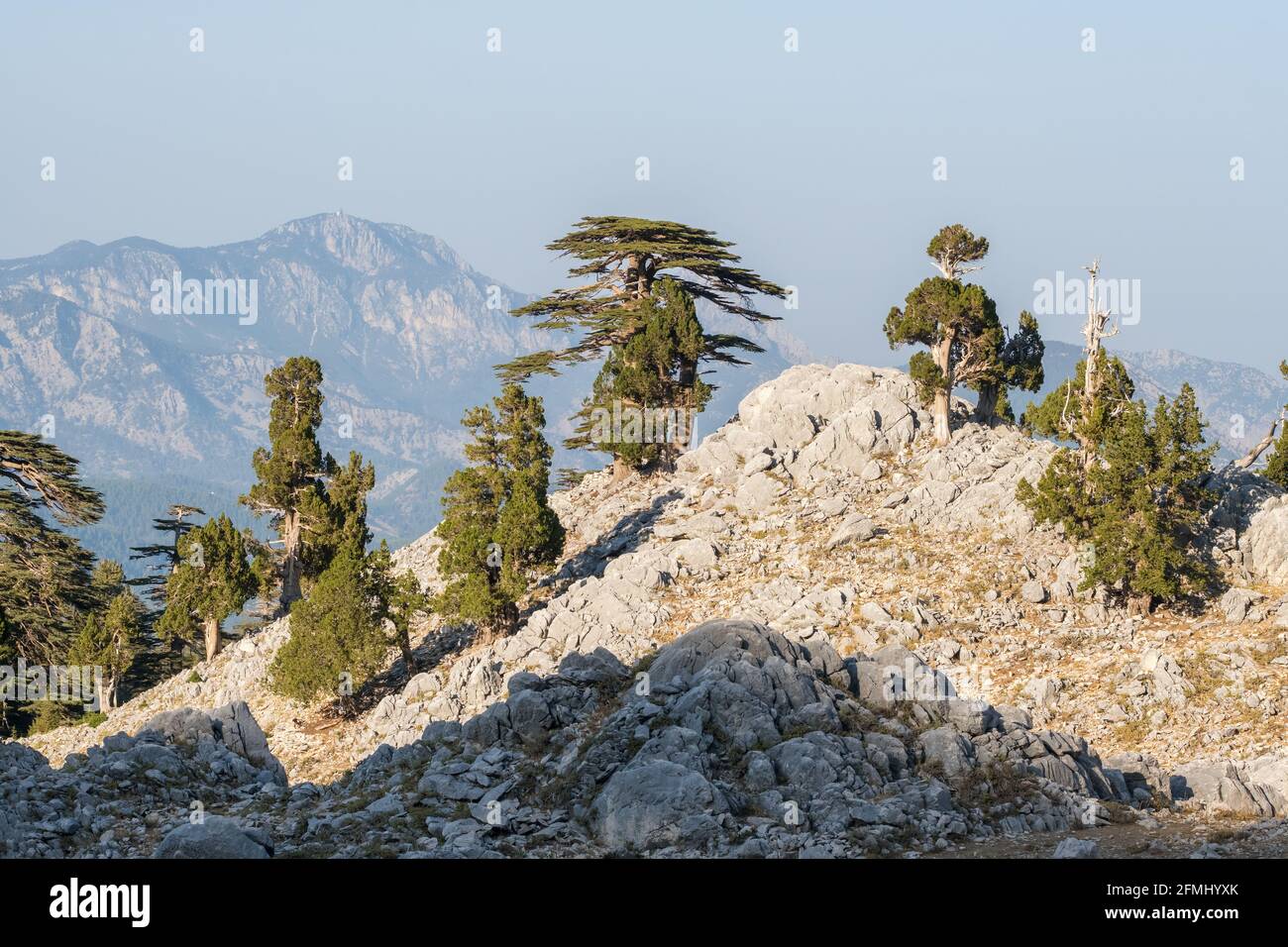 Lebanese Cedar trees at the slopes of Tahtali mountain in Turkey Stock Photo