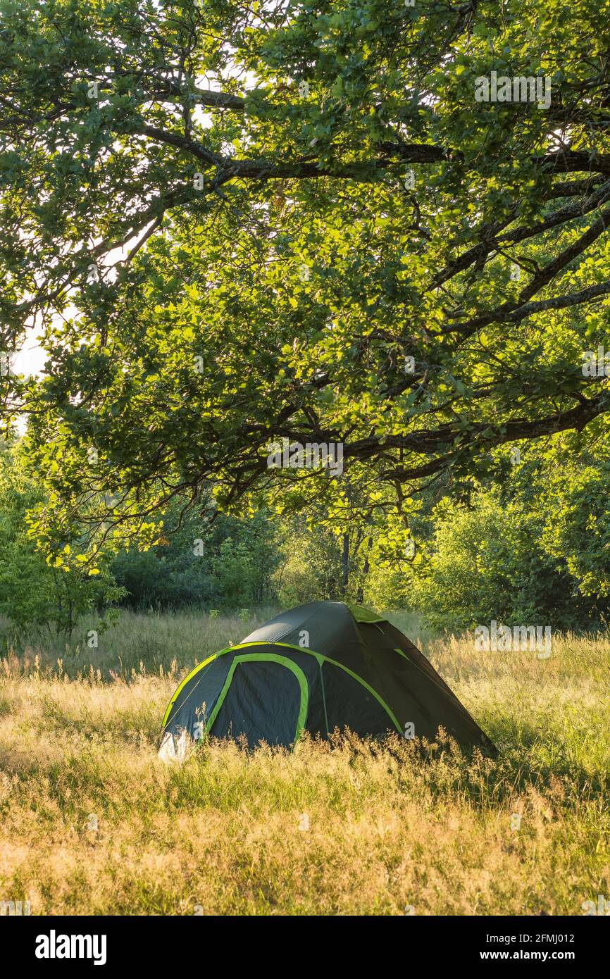 Small green tent on the glade in forest in summer Stock Photo