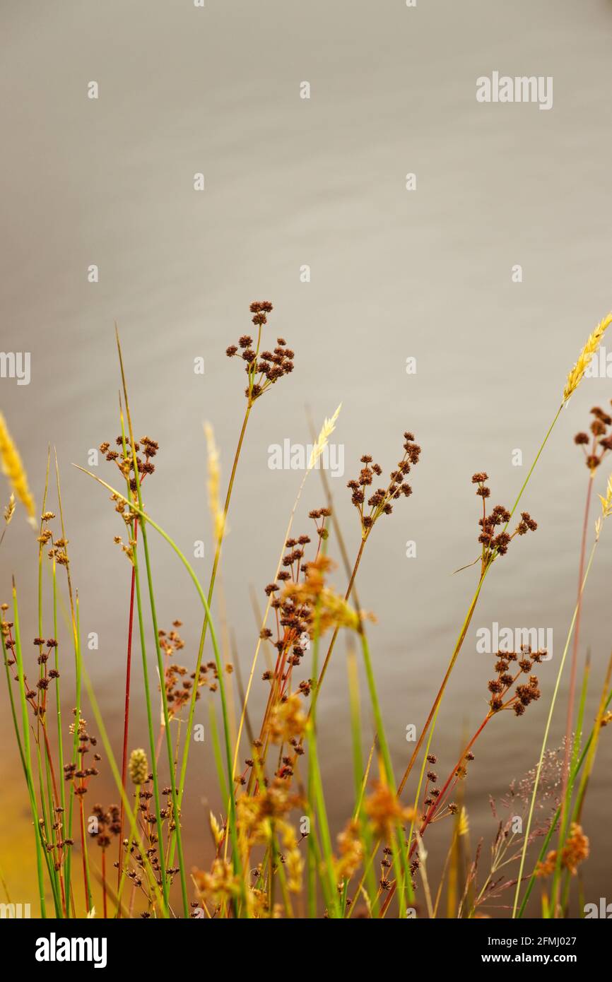 Wetland plant seed heads in summer beside a pond with blurred out sky reflections in the background. Stock Photo