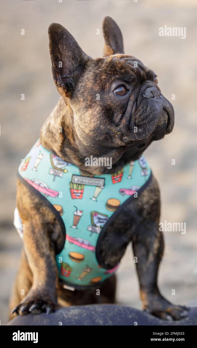 French Bulldog Beach Cover Up - Brindle French Bulldog Beach Cover Up - Brindle