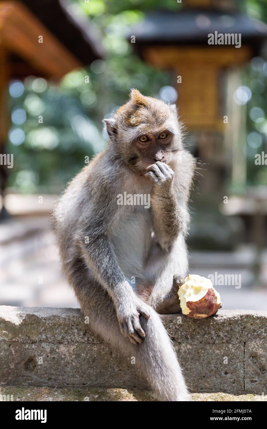 Cute funny monkey eating fruit and sitting on stone fence looking ...