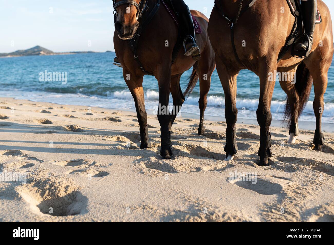 Cropped chestnut horses with reins against wavy ocean and green mount Stock Photo