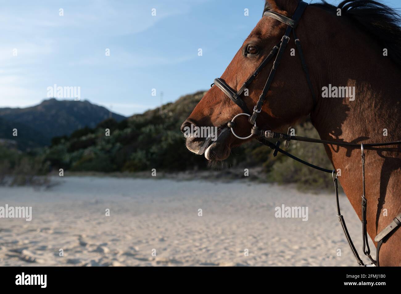 Muzzles of chestnut horse with reins against wavy ocean and green mount in daylight Stock Photo