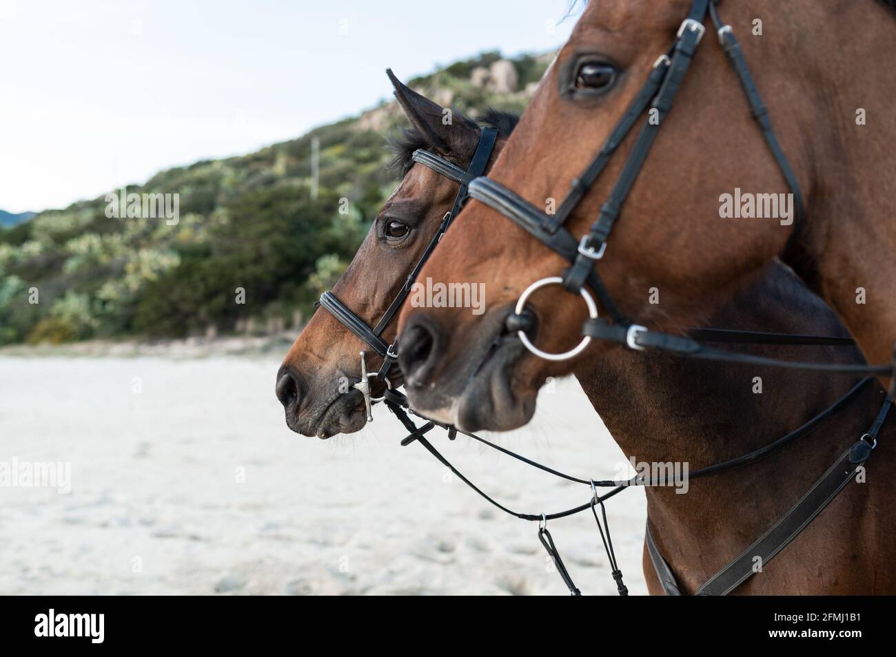 Muzzles of chestnut horses with reins against wavy ocean and green mount in daylight Stock Photo
