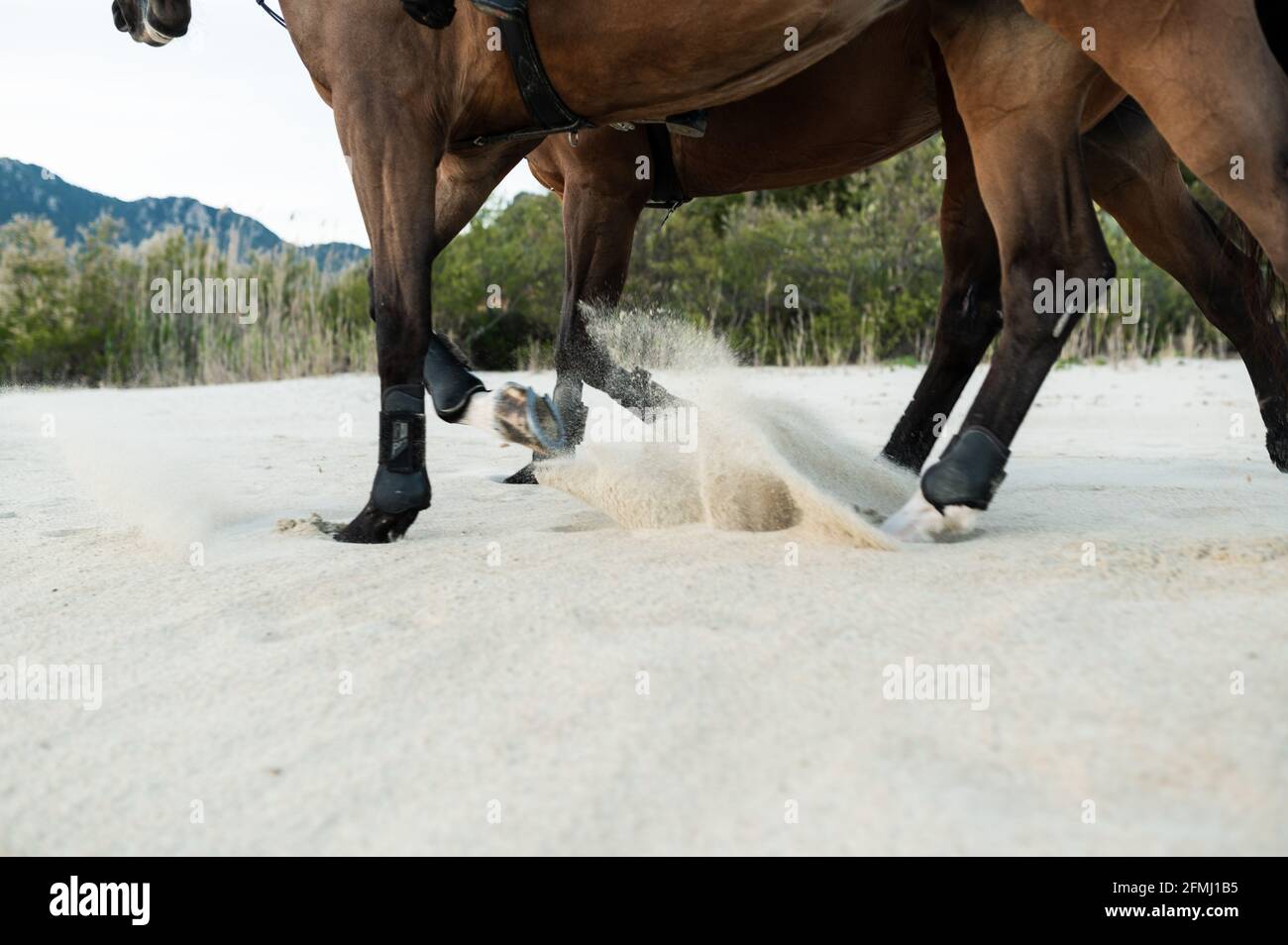 Cropped chestnut horses with reins walking on sandy beach against green mount Stock Photo