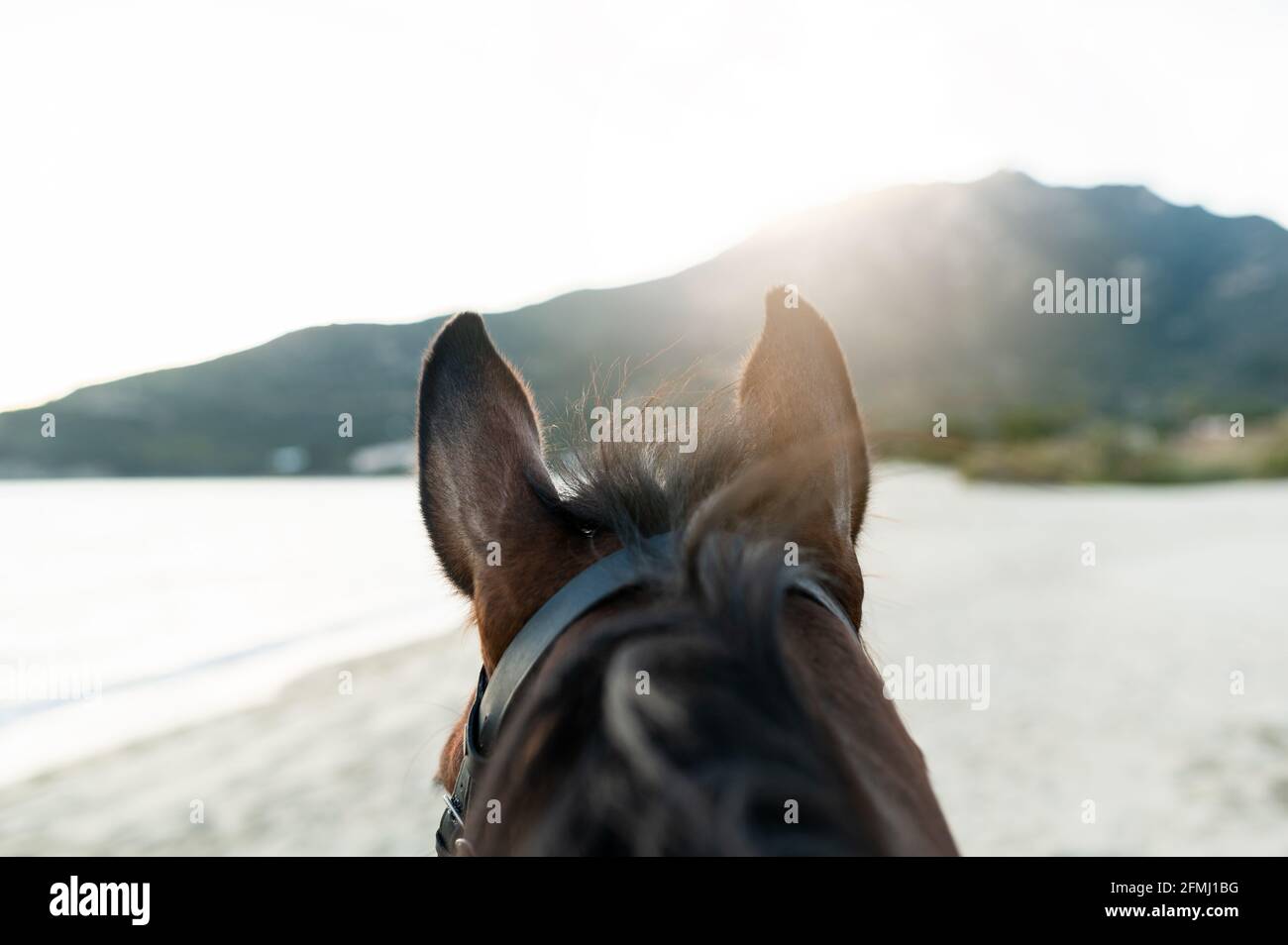 From above chestnut horse with reins against wavy ocean and green mount in daylight Stock Photo