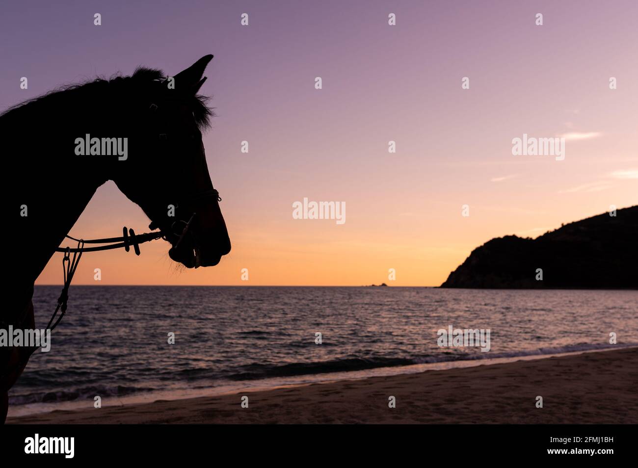 Muzzle of chestnut horse with reins against wavy ocean and green mount during sunset Stock Photo