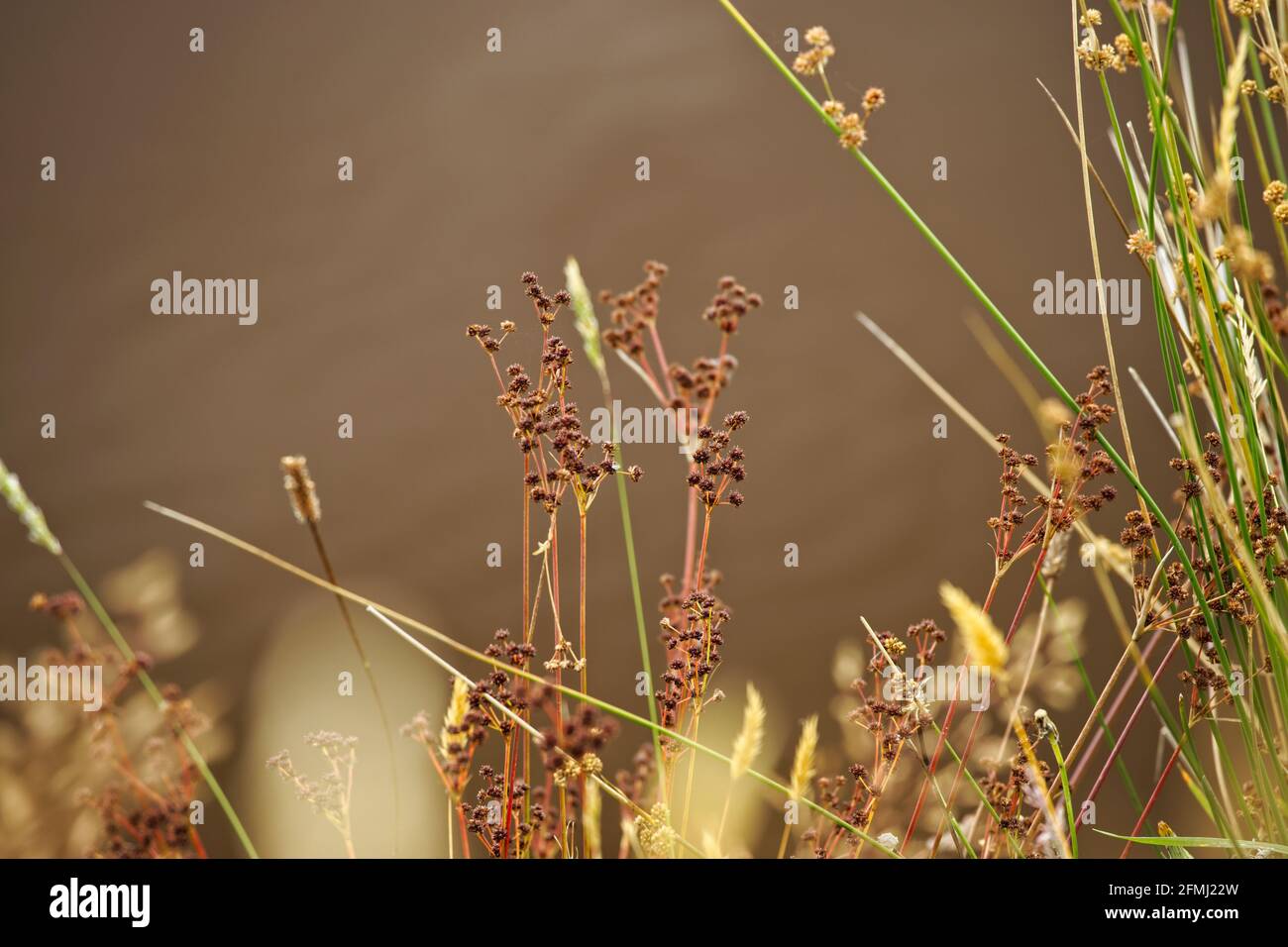 Summer plant seed heads beside a pond with dark background. Stock Photo