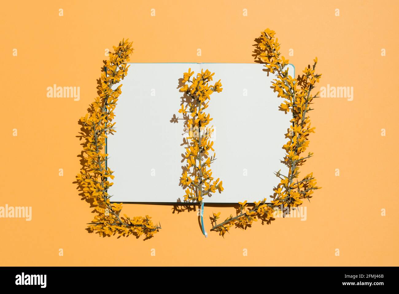 Yellow blooming branches and stems making frame on orange background Stock Photo