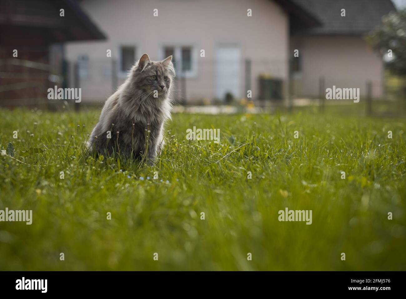 Young gray fluffy cat is playing in the garden, sitting on the grass ...
