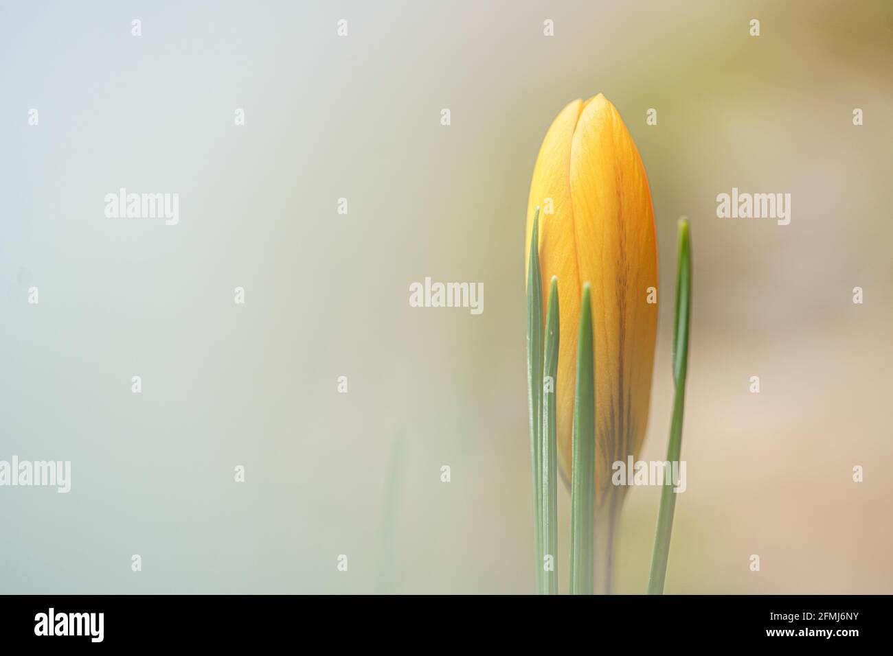 Beautiful dreamy scene with a little crocus at soft background at the ...