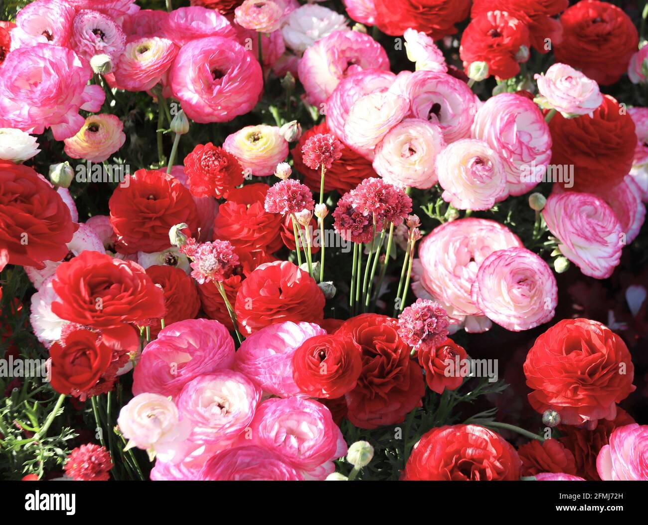 Magenta Ranunculus Ranunculus magenta flower hi-res stock photography and images - Alamy