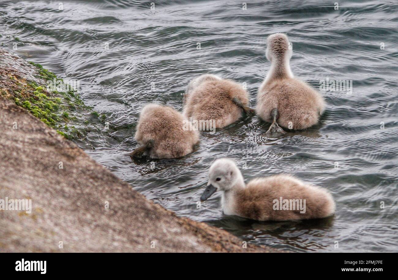 Page 3 Carrying Ducks High Resolution Stock Photography And Images Alamy