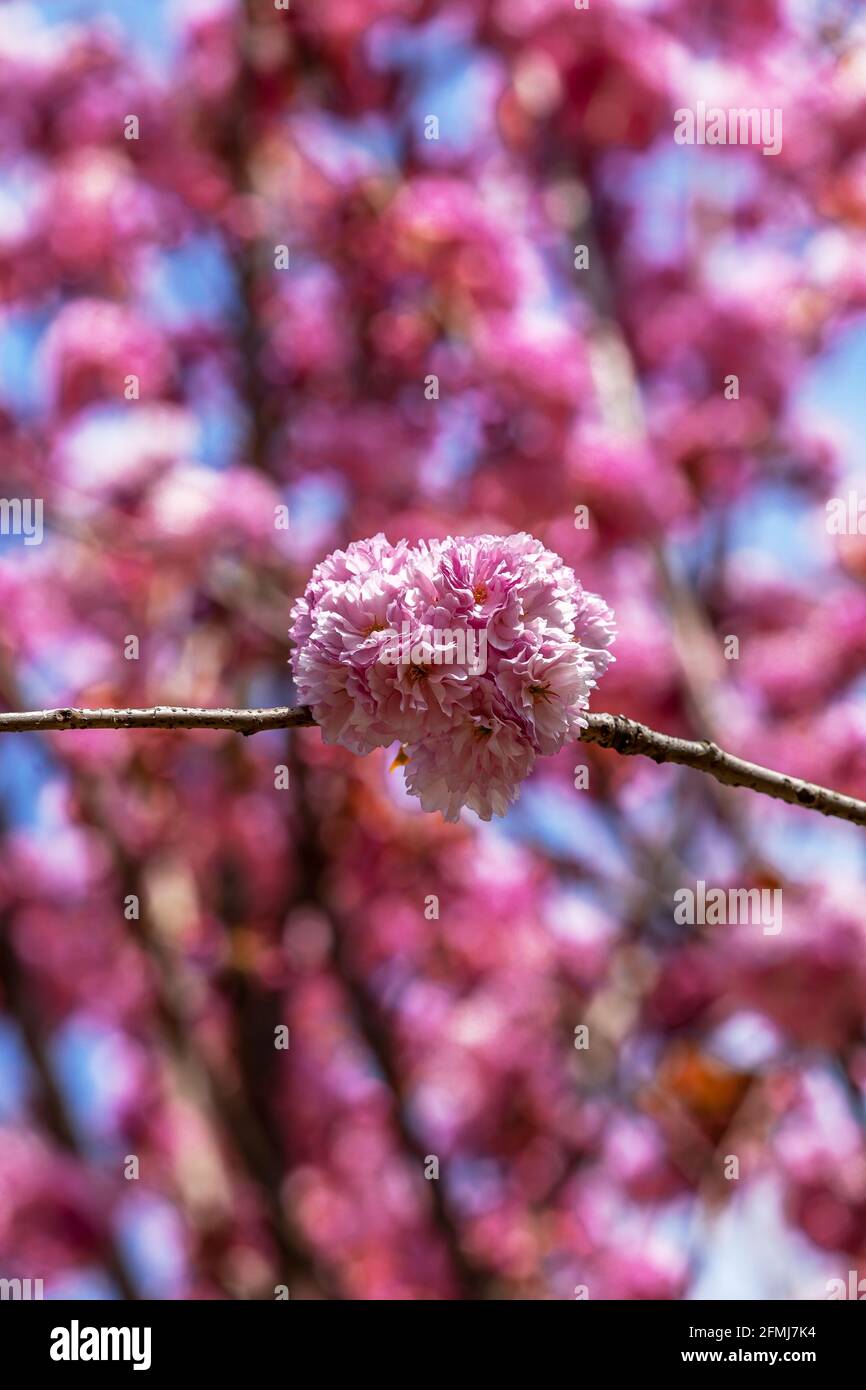detail from japanese cherry blossom tree Stock Photo