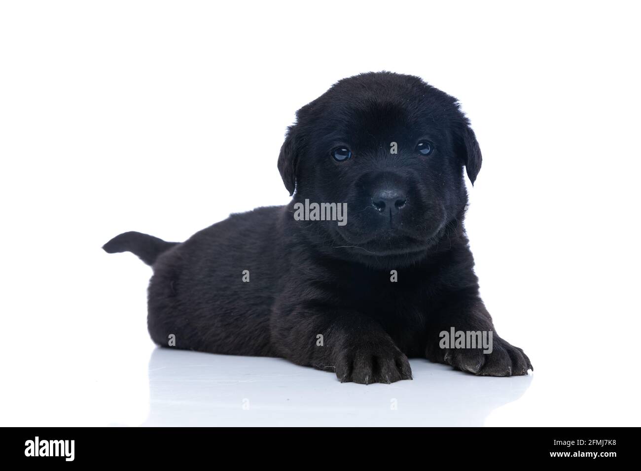 cute black labrador retriever dog laying down on white background in ...