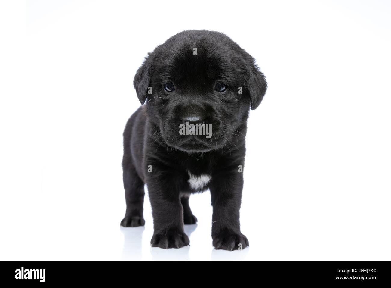 adorable black labrador retriever dog looking away and standing ...