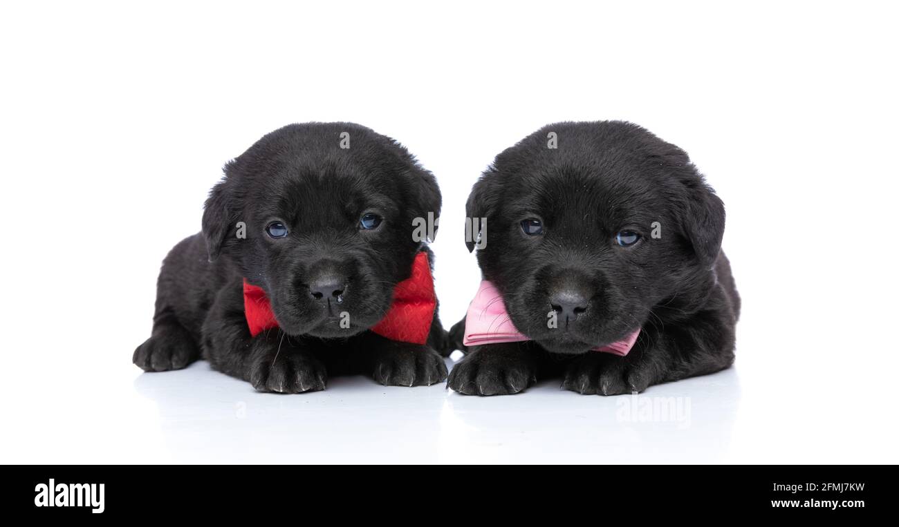 adorable two elegant labrador retriever dogs wearing pink and red ...