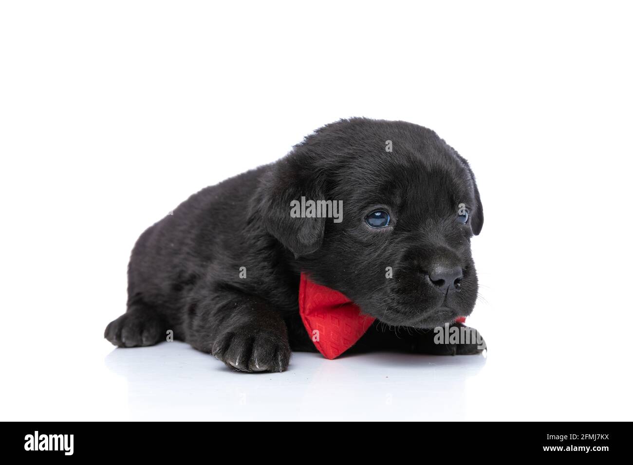 gentleman labrador retriever puppy wearing red bowtie and looking to ...
