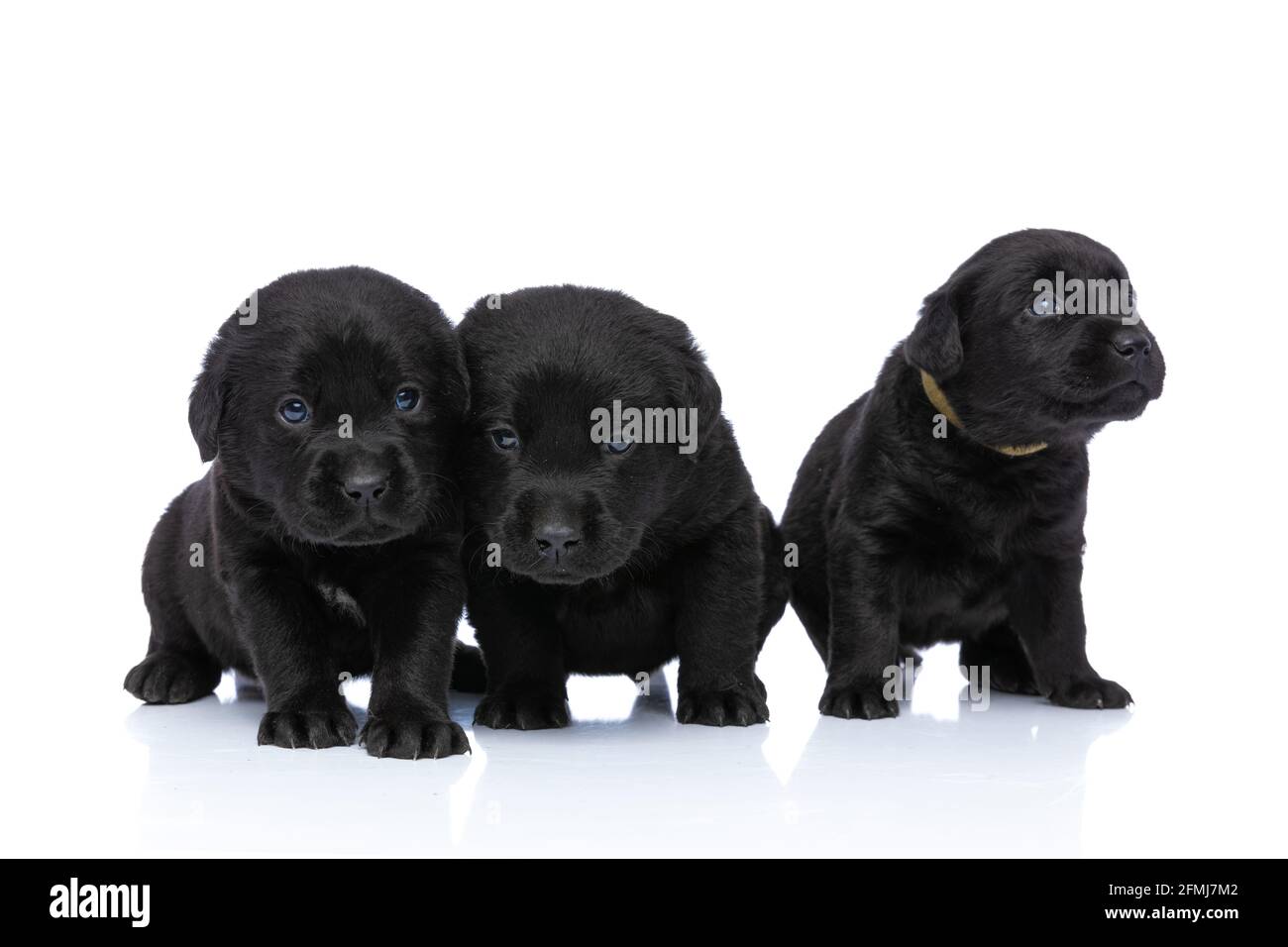 three young labrador retriever brothers looking up, side and standing ...