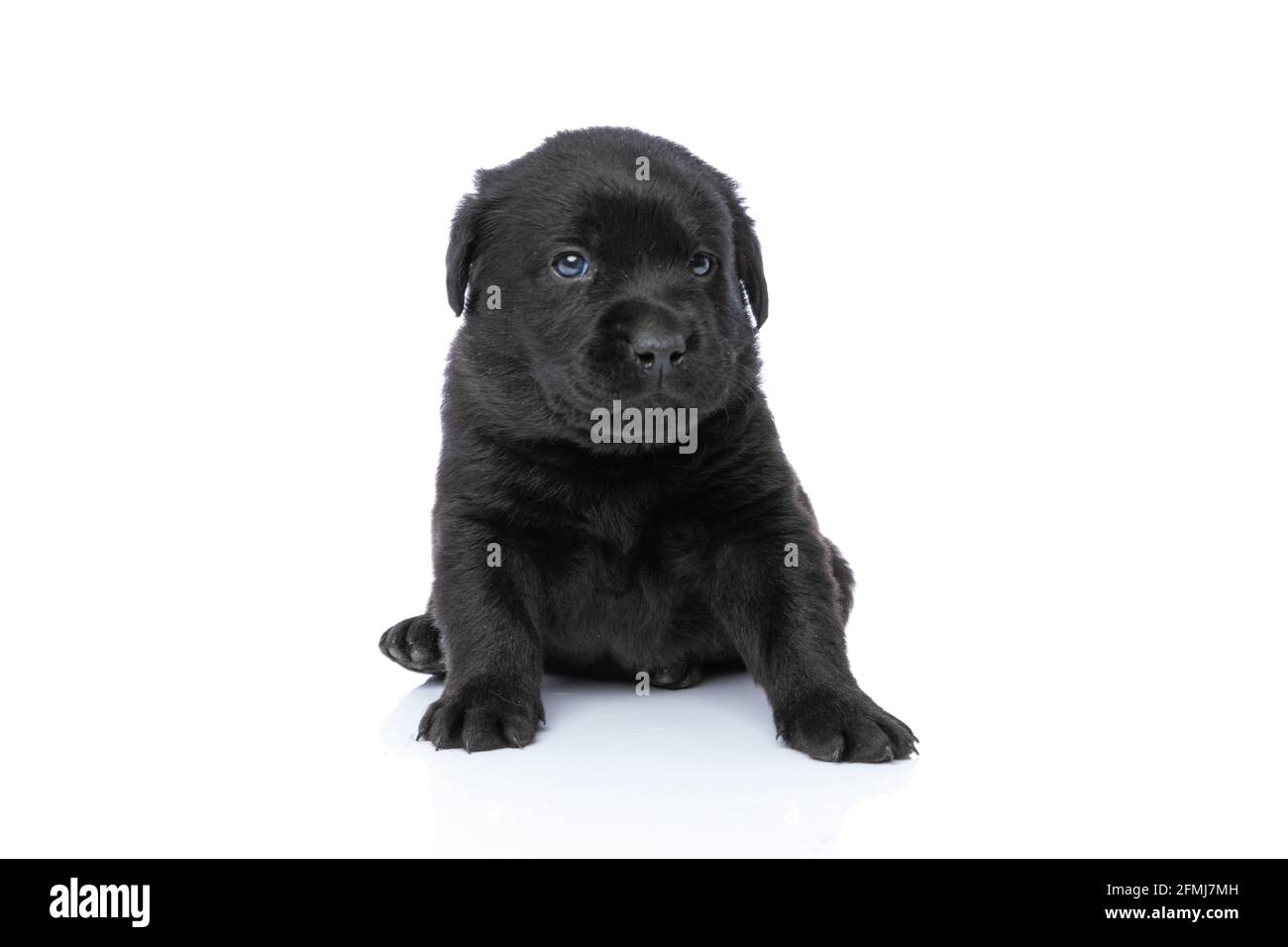 sweet little labrador retriever puppy sitting isolated on white ...