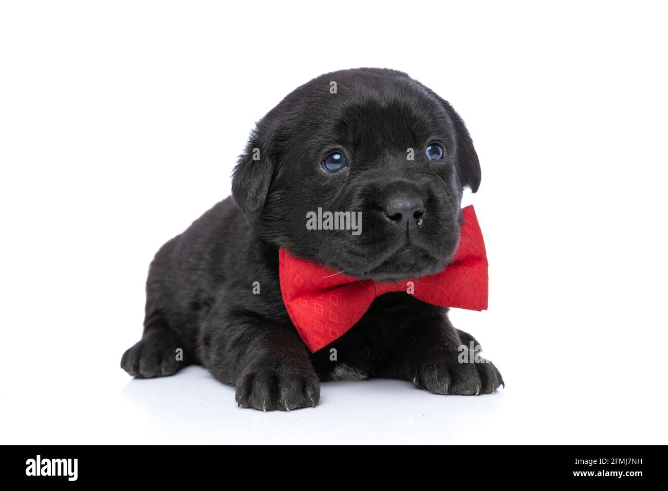 Black lab bow tie sale