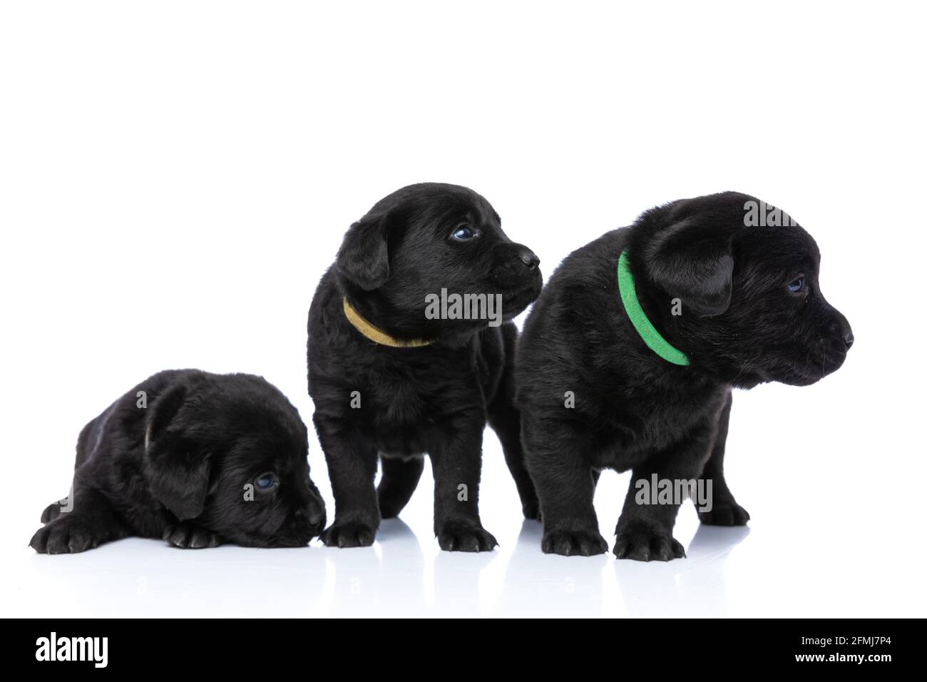 labrador retriever collars