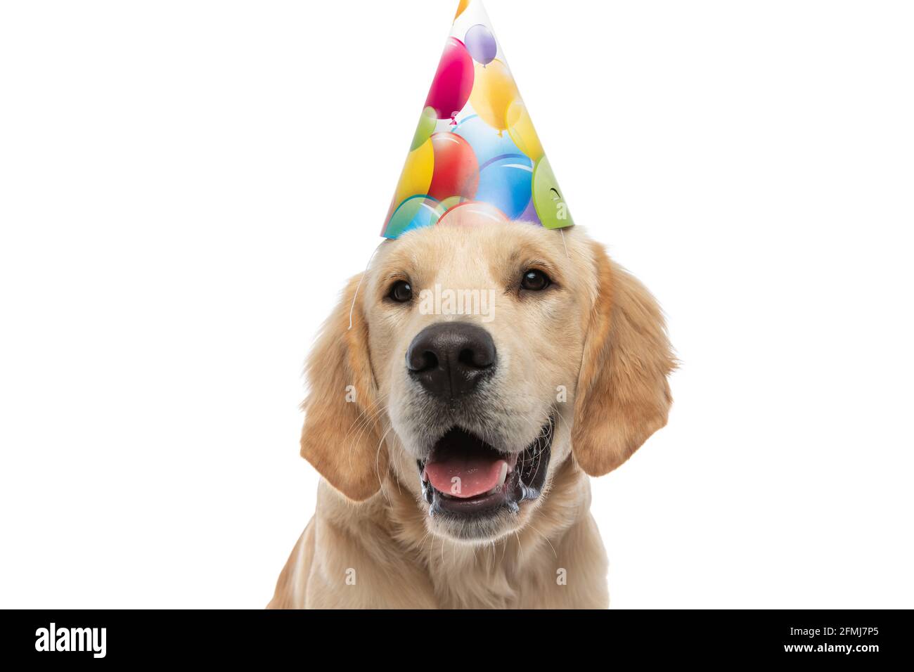 Golden Retriever Wearing Party Hat High Resolution Stock Photography and  Images - Alamy