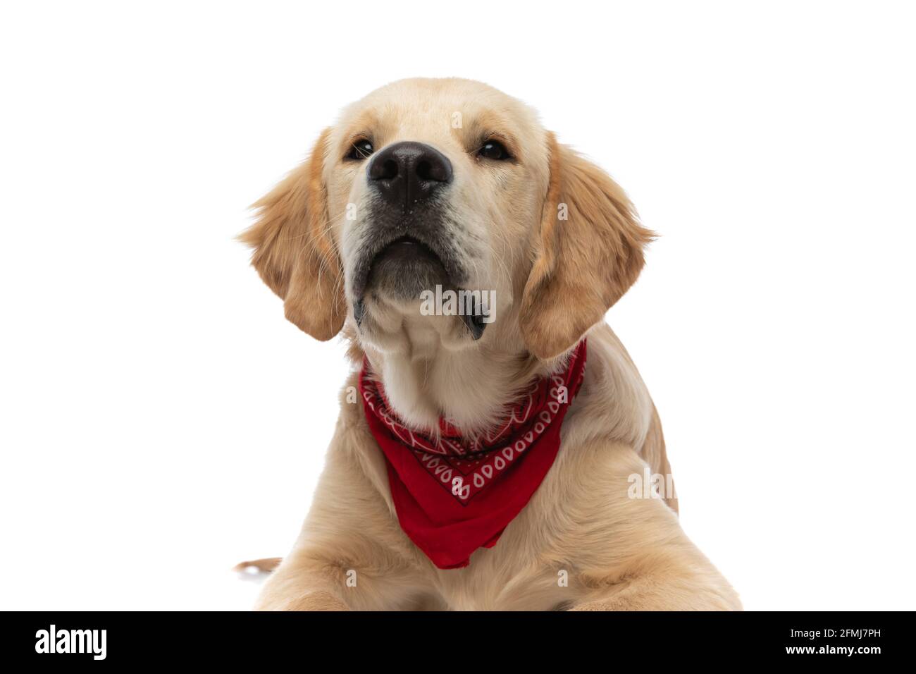 beautiful golden retriever dog lying down and wearing a red bandana