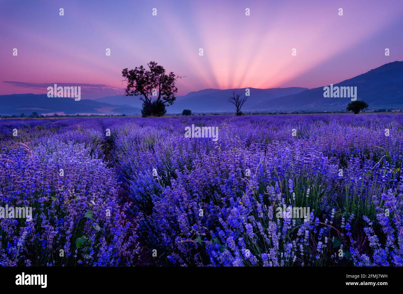Lavender fields. Beautiful image of lavender field. Summer sunset landscape, contrasting colors. Dark clouds, dramatic sunset. Stock Photo