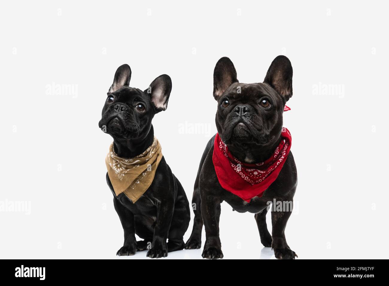 Are Bandanas Bad For Dogs