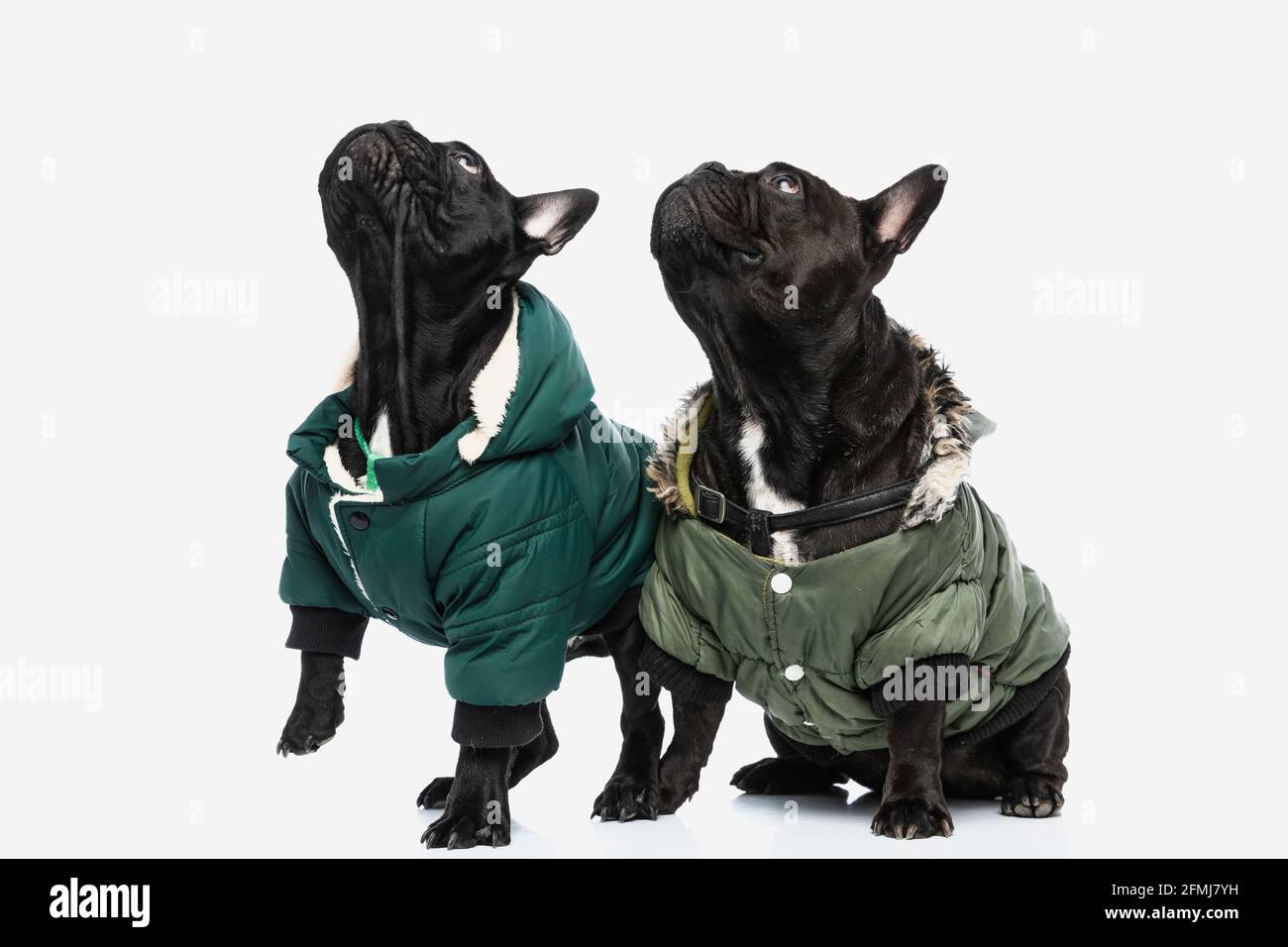 two french bulldog dogs checking up what's above them and wearing winter coats Stock Photo