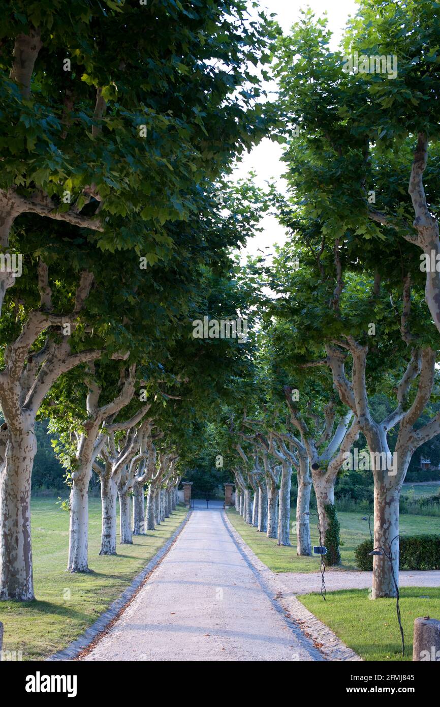 Avenue of trees, France Stock Photo Alamy